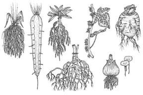 Figura 15.3 I diversi tipi di radice: 1. Fascicolata (graminacee); 2. Radice con fittone (angiosperme); 4. Radice legnosa (piante arboree); 5. Edera con radiciavventizie; 6. Bulbo con radici fascicolate (cipolla); 7. Radicetuberizzata (barbabietola); 8. lenticchia d'acqua