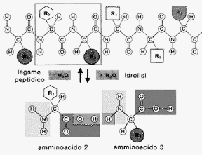Figura 1.3 Il legame peptidico
tra due molecole
di amminoacido. L’idrolisi è la reazione che,
al contrario, spezza
il legame.
