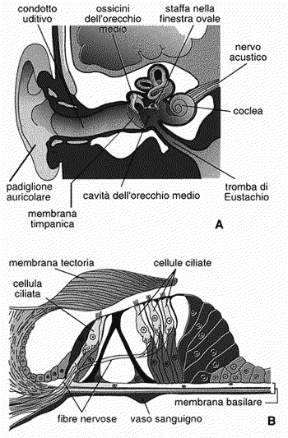 Figura 21.3 Sezione dell’orecchio (A) e dell’orecchio interno (B). Si distinguono
le cellule ciliate, la cui vibrazione determina
la formazione
di un potenziale
di ricezione e quindi dell’impulso nervoso.
