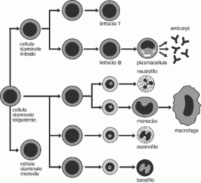Figura 23.1 Le principali cellule del sistema immunitario.