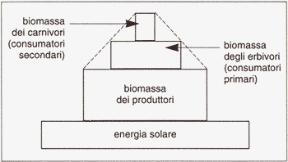 Figura 26.1 Piramide alimentare (o dell'energia).