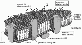 Figura 3.2 Il modello a mosaico fluido della membrana plasmatica.