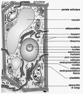 Figura 3.3 La cellula vegetale.