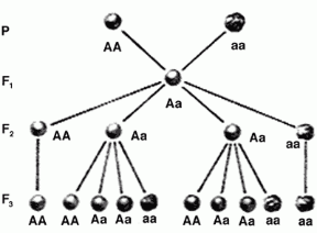 Figura 7.1 Modalità di trasmissione del carattere liscio (AA)
o rugoso (aa) del seme
di pisello: incrociando due individui omozigoti, uno recessivo
e l’altro dominante,
si ottengono nella F1
solo individui eterozigoti, uguali. Dall’incrocio
di due eterozigoti
si ottengono nella F2 individui omozigoti recessivi, omozigoti dominanti ed eterozigoti.