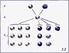 Figura 7.2 Trasmissione dei caratteri analoga anche nel caso di incroci diibridi,
cioè considerando due caratteri: seme di pisello liscio o rugoso e di colore giallo o verde.