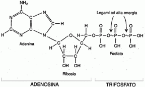 Figura 2.4 La molecola dell'ATP fornisce all'organismo l'energia necessaria per svolgere le sue attività.