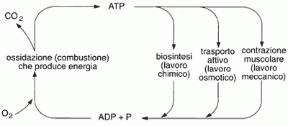 Figura 2.5 Ciclo dell'ATP nelle cellule.