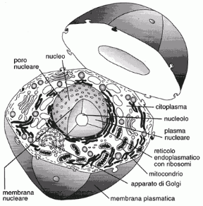 Figura 3.1 Schema della cellula eucariote animale.