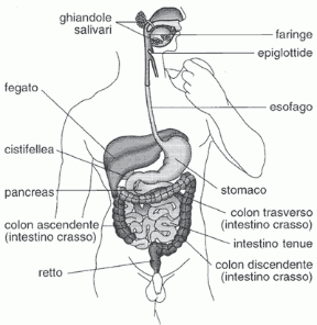 Figura 20.1 L’apparato digerente dell’uomo. Sono indicati
i diversi tratti del canale alimentare, specializzati per funzioni specifiche,
le ghiandole salivari,
il fegato e il pancreas.