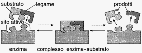 Figura 2.2 Meccanismo di azione
di un enzima: il sito attivo si lega alla molecola
di substrato, formando
un complesso
enzima-substrato
che favorisce
la scissione del substrato nei prodotti finali.