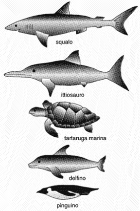 Figura 9.1 La selezione naturale
ha favorito in organismi diversi, presenti
in uno stesso ambiente, adattamenti simili (convergenza evolutiva).