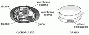 Figura 4.1 Struttura dell'interno di un cloroplasto (a sinistra) e di un grano (a destra).
