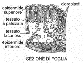 Figura 16.1 Sezione di foglia.
