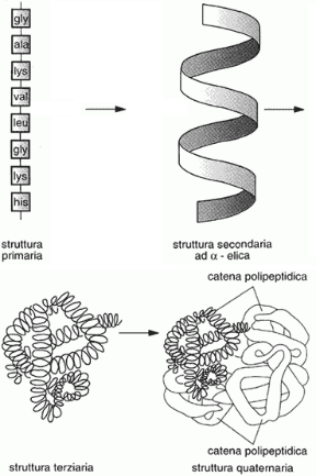 Figura 1.4 Livelli di organizzazione delle proteine