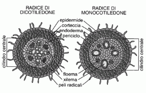 Figura 15.2 Sezione trasversale di radice.