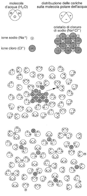 Figura 17.3 Schema del fenomeno della dissociazione elettrolitica, dovuta all'interazione tra le molecole polari dell'acqua e gli ioni positivi e negativi presenti nel cristallo di un sale, in questo caso il cloruro di sodio;le molecole di acqua si insinuano tra gli ioni, circondandoli e trascinandoli in soluzione.