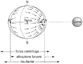 Figura 6.2 Le maree: quando la Luna si trova sul meridiano di un luogo A, si verifica il fenomeno dell'alta marea. Il punto C rappresenta il centro di gravitazione del sistema Terra-Luna: in A è più forte la forza di attrazione lunare, mentre in B (agli antipodi di A) è più forte la forza centrifuga.