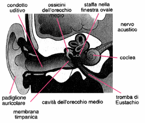 Figura 21.1 Struttura dell'orecchio umano e principali componenti. Il suono, convogliato dal condotto uditivo, passa all'orecchio medio e successivamente alla coclea nell'orecchio interno, che lo trasmette al cervello. L'orecchio è in collegamento con la cavità nasale attraverso le trombe di Eustachio.