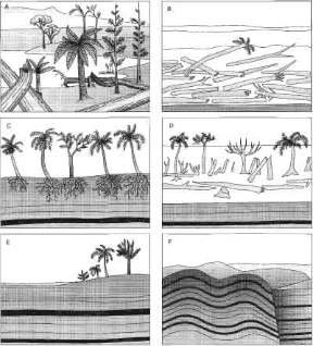 Figura 9.1 Processo di formazione del carbone: le foreste del Carbonifero proliferano in zone rivierasche paludose (A); il susseguirsi di abbassamenti e innalzamenti delle aree costiere (B, C, D) provoca la sommersione da parte del mare e la morte di grandi quantità di vegetazione che, coperte da sedimenti, carbonizzano (gli strati scuri in C, D, E); gli strati carboniferi vengono compressi e modificati dalle spinte verticali e orizzontali dei movimenti tettonici (F).