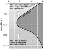 Figura 19.1a Concentrazione dell'ossigeno (a) e andamento della temperatura (b) in funzione della profondità.