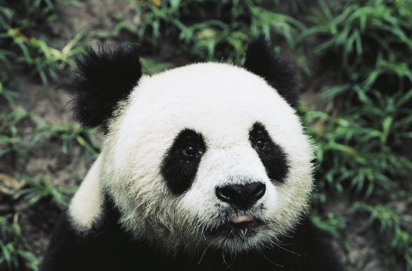 Panda maggiore (Ailuropoda melanoleuca) Animale simbolo del Wwf, nonché emblema nazionale della Cina, il panda maggiore o panda gigante vive esclusivamente nelle foreste di bambù che ricoprono le zone montuose della Cina meridionale, tra i 1500 e i 3300 metri di altitudine. L’impoverimento dell’habitat naturale e il basso tasso di natalità sono i due fattori che maggiormente minacciano la sopravvivenza del panda maggiore.