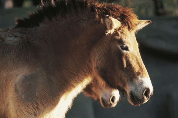 Cavallo di Przewalskij (Equus caballus przewalskii) Scoperto in Asia centrale nel 1879, il cavallo di Przewalskij vive nei deserti erbosi e nelle pianure della Mongolia occidentale ed è attualmente l’unico rappresentante del cavallo allo stato brado. È piccolo di statura, ma ha corporatura robusta. Il periodo riproduttivo ha inizio tra aprile e maggio; dopo una gestazione di circa un anno la femmina dà alla luce un solo puledro, che a un’ora dal parto è già in grado di reggersi sulle gambe.