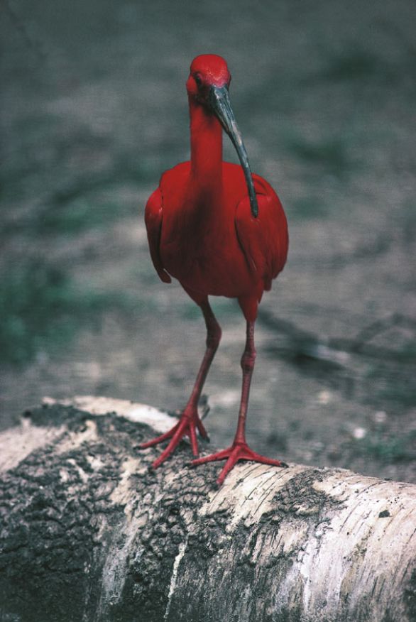 L'ibis rosso L'ibis rosso fa parte della famiglia dei Treschiornitidi e vive nelle zone acquitrinose dell'America meridionale. Si differenzia dalle altre specie per il bel piumaggio di colore rosso scarlatto.
