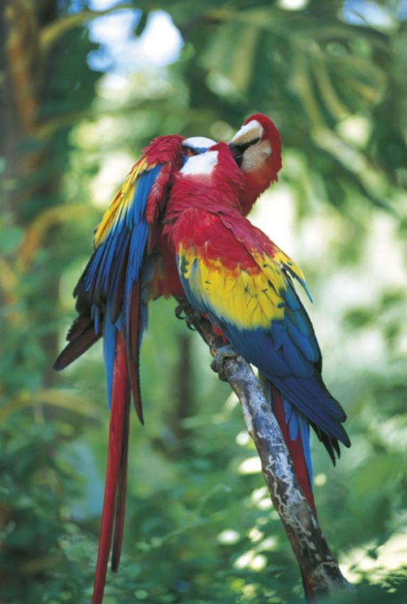 Il pappagallo Ara Il pappagallo Ara ha il becco ricurvo, simile a quello dei rapaci, specializzato però nell'aprire frutti o semi legnosi.