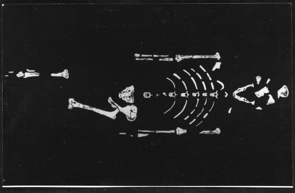 Scheletro di Lucy (Australopithecus aforensis) Lucy è un ominide fossile (Australopithecus afarensis) datato ca. 3 milioni di anni fa, i cui resti sono stati rinvenuti nel 1974 da Y. Coppens, D. Johanson e M. Taieb nella località di Hadar nell'Etiopia centrorientale. Si tratta di un soggetto femminile (da cui il nome, derivato dalla canzone dei Beatles Lucy in the Sky with Diamonds) del cui scheletro, presente nel 40% ca., sono state rinvenute 52 ossa.