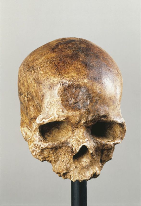 Cranio di Homo sapiens di Cro-Magnon L'Homo sapiens compare, nelle sue forme più arcaiche, quando ancora erano presenti gruppi di Homo erectus.