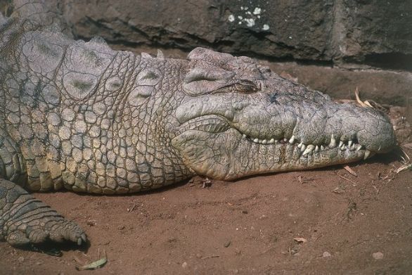 Coccodrillo del Nilo in Kenya KENYA NAIROBI SNAKE PARK COCCODRILLO DEL NILO 