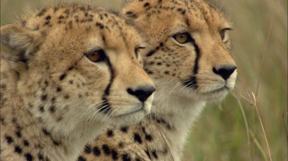 Coppia di ghepardi Una coppia di ghepardi fissa l'orizzonte, indisturbata nel proprio habitat naturale