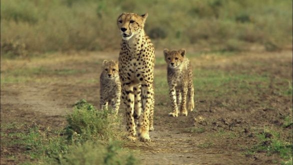 Mamma ghepardo Una femmina di ghepardo con i suoi cuccioli in cerca di prede