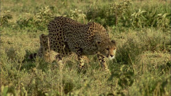 Ghepardo a caccia Esemplare di ghepardo a caccia mentre punta la sua preda