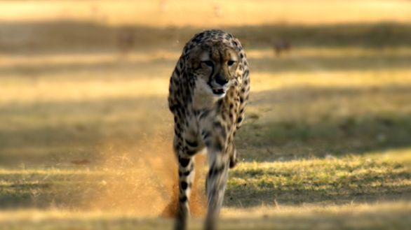 La corsa del ghepardo Ghepardo intento nell'inseguimento della preda durante la caccia 