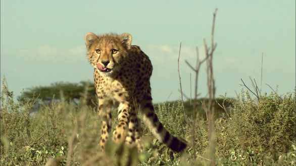 Piccolo ghepardo affamato Cucciolo di ghepardo affamato e in cerca di cibo
