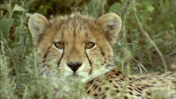 Cucciolo di ghepardo Esemplare di cucciolo di ghepardo con la caratteristica peluria grigiastra 