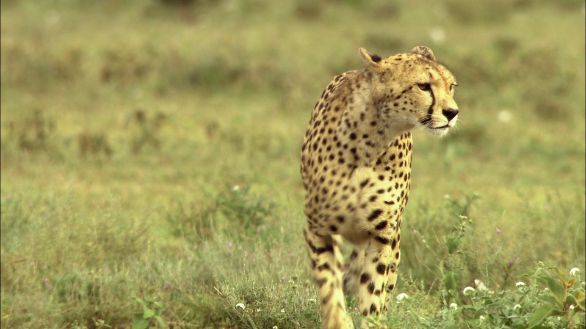 Il ghepardo nel suo habitat Un esemplare di ghepardo si aggira indisturbato nel suo habitat naturale