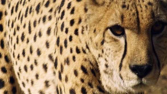 Il mantello Particolare dello splendido mantello maculato del ghepardo 