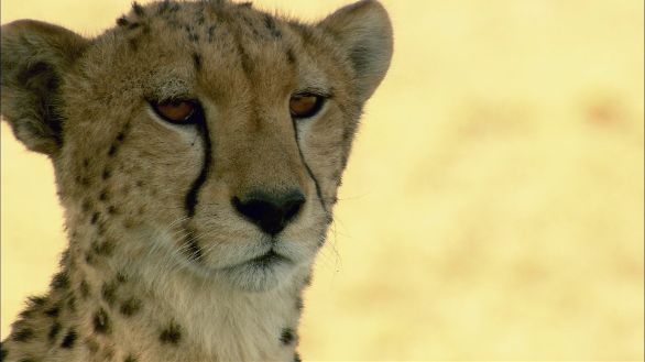La perlustrazione Esemplare di ghepardo intento nella perlustrazione del territorio circostante