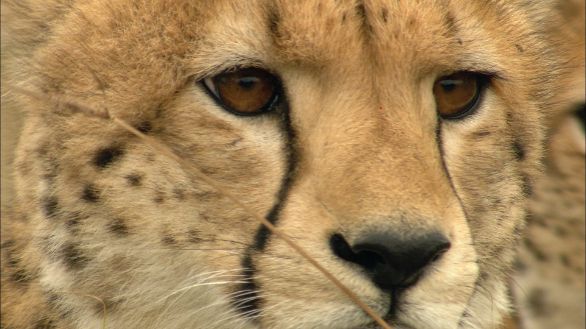 Ghepardo: primo piano Particolare del muso con le caratteristiche bande nere