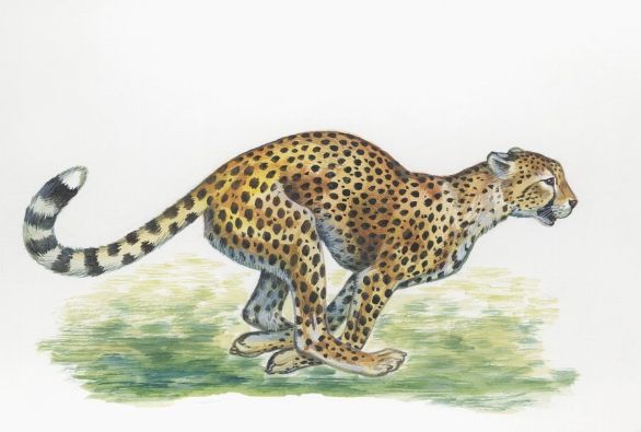 Ghepardo in corsa Zoologia. Ghepardo mentre corre, tavola pittorica
