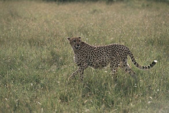 Ghepardo del Kenya Zoologia - Felidi - Ghepardo (Acinonys jubatus). Kenya - Masai Mara Game Reserve