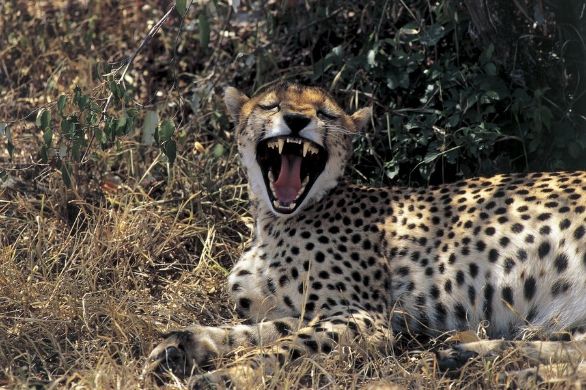 Le fauci del ghepardo Zoologia - Felidi - Ghepardo Acinonys Jubatus Kenya Masai Mara