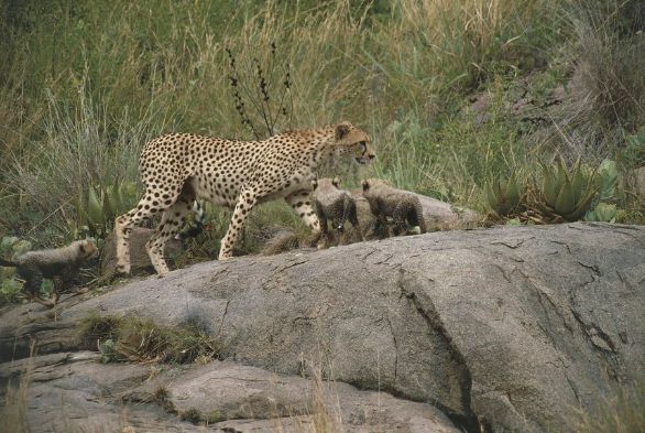 Cuccioli di ghepardo Tanzania - Serengeti National Park, ghepardi