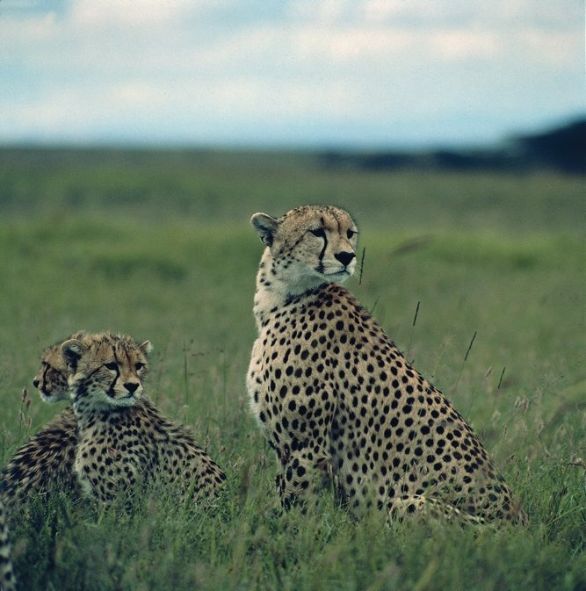 Piccoli di Ghepardio Zoologia - Felidi - Ghepardo (Acinonys Junatus), con i piccoli