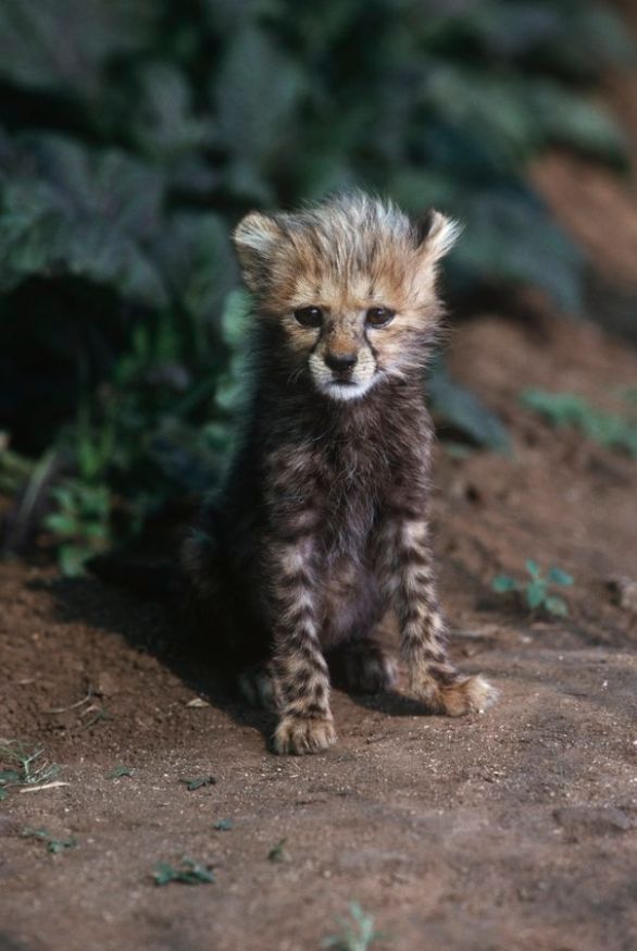 Piccolo ghepardo Zoologia - Felidi - Piccolo di Ghepardo (Acinonys Jubatus)
