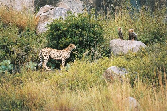 Mamma ghepardo Tanzania - Parco Nazionale del Serengeti. Ghepardi