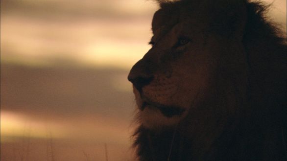 Leone Il primo piano di un maestoso leone, re della savana