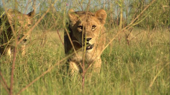 Una leonessa nascosta dall'erba Una leonessa, seminascosta dai ciuffi d'erba, si prepara all'agguato